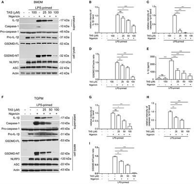 Inhibition of NLRP3 Inflammasome Activation and Pyroptosis in Macrophages by Taraxasterol Is Associated With Its Regulation on mTOR Signaling